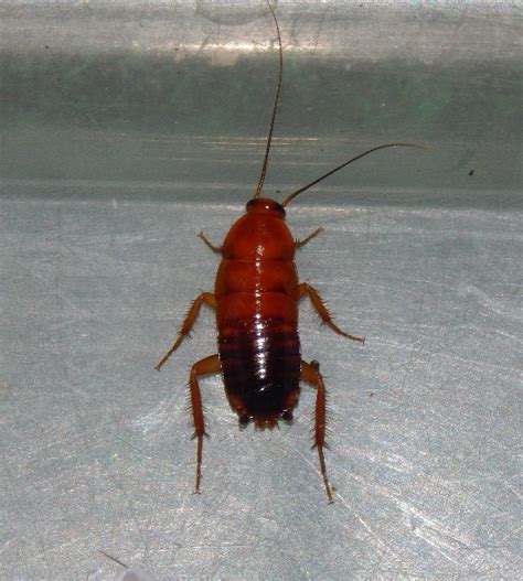 Cockroach turks